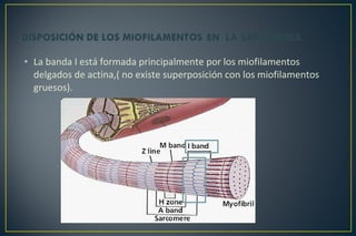 • La banda I está formada principalmente por los miofilamentos
delgados de actina,( no existe superposición con los miofilamentos
gruesos).
 