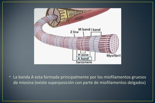 • La banda A esta formada principalmente por los miofilamentos gruesos
de miosina (existe superposición con parte de miofilamentos delgados)
 