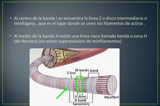 • Al centro de la banda I se encuentra la linea Z o disco intermediario o
telofragma , que es el lugar donde se unen los filamentos de actina .
• Al medio de la banda A existe una línea clara llamada banda o zona H
(de Hensen).(no existe superposicion de miofilamentos)
 