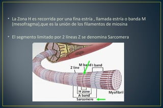 • La Zona H es recorrida por una fina estría , llamada estría o banda M
(mesofragma),que es la unión de los filamentos de miosina
• El segmento limitado por 2 líneas Z se denomina Sarcomera
 
