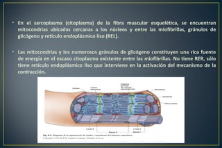 • En el sarcoplasma (citoplasma) de la fibra muscular esquelética, se encuentran
mitocondrias ubicadas cercanas a los núcleos y entre las míofibrillas, gránulos de
glicógeno y retículo endoplásmico liso (REL).
• Las mitocondrias y los numerosos gránulos de glicógeno constituyen una rica fuente
de energía en el escaso citoplasma existente entre las miofibrillas. No tiene RER, sólo
tiene retículo endoplásmico liso que interviene en la activación del mecanismo de la
contracción.
 