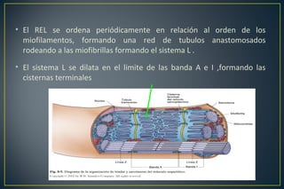 • El REL se ordena periódicamente en relación al orden de los
miofilamentos, formando una red de tubulos anastomosados
rodeando a las miofibrillas formando el sistema L .
• El sistema L se dilata en el limite de las banda A e I ,formando las
cisternas terminales
 