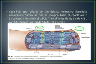 • Cada fibra está rodeada por una delgada membrana plasmática
denominada Sarcolema que se invagina hacia el citoplasma o
Sarcoplasma formando el tubulo T, en el limite de las banda A e I,
constituyéndose una red de túbulos, el sistema T.
 