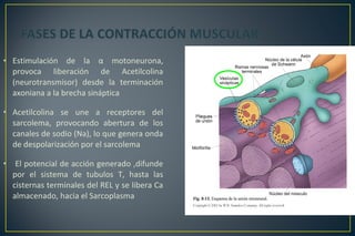 • Estimulación de la α motoneurona,
provoca liberación de Acetilcolina
(neurotransmisor) desde la terminación
axoniana a la brecha sináptica
• Acetilcolina se une a receptores del
sarcolema, provocando abertura de los
canales de sodio (Na), lo que genera onda
de despolarización por el sarcolema
• El potencial de acción generado ,difunde
por el sistema de tubulos T, hasta las
cisternas terminales del REL y se libera Ca
almacenado, hacia el Sarcoplasma
 