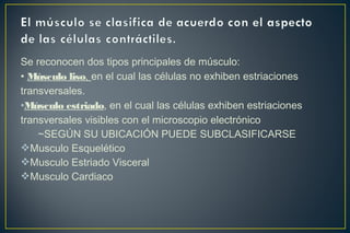 Se reconocen dos tipos principales de músculo:
• Músculo liso, en el cual las células no exhiben estriaciones
transversales.
•Músculo estriado, en el cual las células exhiben estriaciones
transversales visibles con el microscopio electrónico
~SEGÚN SU UBICACIÓN PUEDE SUBCLASIFICARSE
Musculo Esquelético
Musculo Estriado Visceral
Musculo Cardiaco
 