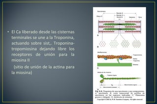 • El Ca liberado desde las cisternas
terminales se une a la Troponina,
actuando sobre sist,. Troponina-
tropomiosina dejando libre los
receptores de unión para la
miosina II
(sitio de unión de la actina para
la miosina)
 
