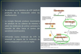 • Se produce una hidrólisis de ATP (ADP+P)
producto de la interacción entre los
miofilamentos.
• La energía liberada produce movimiento
de péndulo de las cabezas de miosina II
sobre las moléculas de actina y provoca la
tracción de ellas hacia el centro del
sarcómero (contracción).
• Utilizando nueva molécula de ATP, la
miosinaII se separa de la molécula de
actina (relajacion) y el ciclo se repite.
 