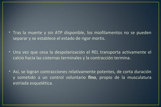 • Tras la muerte y sin ATP disponible, los miofilamentos no se pueden
separar y se establece el estado de rigor mortis.
• Una vez que cesa la despolarización el REL transporta activamente el
calcio hacia las cisternas terminales y la contracción termina.
• Así, se logran contracciones relativamente potentes, de corta duración
y sometido a un control voluntario fino, propio de la musculatura
estriada esquelética.
 