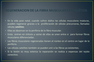 • En la vida post natal, cuando sufren daños las células musculares maduras,
pueden regenerar gracias a la proliferación de células precursoras, llamadas
células satélites
• Ellas se observan en la periferia de la fibra muscular.
• Estas entran en mitosis y varias de ellas se unen entre si para formar fibras
musculares diferenciadas.
• Las fibras musculares regeneradas tienen el núcleo en el centro en lugar de la
periferia.
• Las células satelites también se pueden unir a las fibras ya existentes.
• Si la lesión es muy extensa la reparación se realiza a expensas del tejido
conectivo.
 