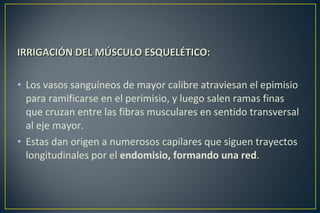 IRRIGACIÓN DEL MÚSCULO ESQUELÉTICO:IRRIGACIÓN DEL MÚSCULO ESQUELÉTICO:
• Los vasos sanguíneos de mayor calibre atraviesan el epimisio
para ramificarse en el perimisio, y luego salen ramas finas
que cruzan entre las fibras musculares en sentido transversal
al eje mayor.
• Estas dan origen a numerosos capilares que siguen trayectos
longitudinales por el endomisio, formando una red.
 