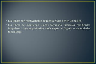 • Las células son relativamente pequeñas y sólo tienen un núcleo.
• Las fibras se mantienen unidas formando fascículos ramificados
irregulares, cuya organización varía según el órgano y necesidades
funcionales.
 