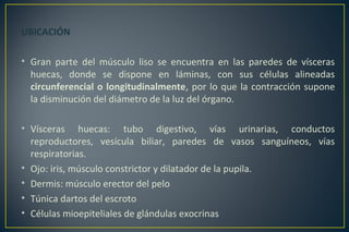 UBICACIÓN
• Gran parte del músculo liso se encuentra en las paredes de vísceras
huecas, donde se dispone en láminas, con sus células alineadas
circunferencial o longitudinalmente, por lo que la contracción supone
la disminución del diámetro de la luz del órgano.
• Vísceras huecas: tubo digestivo, vías urinarias, conductos
reproductores, vesícula biliar, paredes de vasos sanguíneos, vías
respiratorias.
• Ojo: iris, músculo constrictor y dilatador de la pupila.
• Dermis: músculo erector del pelo
• Túnica dartos del escroto
• Células mioepiteliales de glándulas exocrinas
 