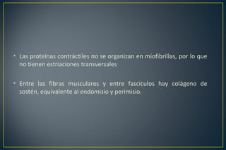• Las proteínas contráctiles no se organizan en miofibrillas, por lo que
no tienen estriaciones transversales
• Entre las fibras musculares y entre fascículos hay colágeno de
sostén, equivalente al endomisio y perimisio.
 