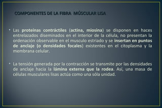 • Las proteínas contráctiles (actina, miosina) se disponen en haces
entrelazados diseminados en el interior de la célula, no presentan la
ordenación observable en el musculo estriado y se insertan en puntos
de anclaje (o densidades focales) existentes en el citoplasma y la
membrana celular.
• La tensión generada por la contracción se transmite por las densidades
de anclaje hacia la lámina externa que la rodea. Así, una masa de
células musculares lisas actúa como una sóla unidad.
COMPONENTES DE LA FIBRA MÚSCULAR LISACOMPONENTES DE LA FIBRA MÚSCULAR LISA
 