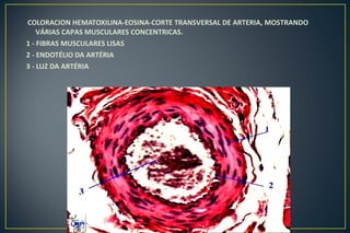 COLORACION HEMATOXILINA-EOSINA-CORTE TRANSVERSAL DE ARTERIA, MOSTRANDO
VÁRIAS CAPAS MUSCULARES CONCENTRICAS.
1 - FIBRAS MUSCULARES LISAS
2 - ENDOTÉLIO DA ARTÉRIA
3 - LUZ DA ARTÉRIA
 