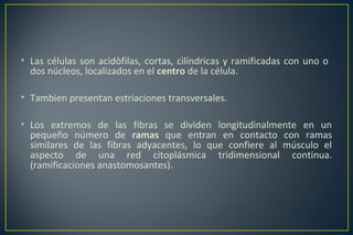 • Las células son acidòfilas, cortas, cilíndricas y ramificadas con uno o
dos núcleos, localizados en el centro de la célula.
• Tambien presentan estriaciones transversales.
• Los extremos de las fibras se dividen longitudinalmente en un
pequeño número de ramas que entran en contacto con ramas
similares de las fibras adyacentes, lo que confiere al músculo el
aspecto de una red citoplásmica tridimensional continua.
(ramificaciones anastomosantes).
 