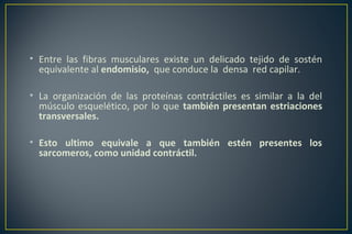 • Entre las fibras musculares existe un delicado tejido de sostén
equivalente al endomisio, que conduce la densa red capilar.
• La organización de las proteínas contráctiles es similar a la del
músculo esquelético, por lo que también presentan estriaciones
transversales.
• Esto ultimo equivale a que también estén presentes los
sarcomeros, como unidad contráctil.
 