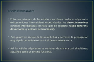 DISCOS INTERCALARES
• Entre los extremos de las células musculares cardíacas adyacentes
existen uniones intercelulares especializadas: los discos intercalares
(uniones interdigitadas con tres tipos de contacto: fascia adherens,
desmosomas y uniones de hendidura).
• Son punto de anclaje de las miofibrillas y permiten la propagación
muy rápida del estímulo contráctil de una célula a otra.
• Así, las células adyacentes se contraen de manera casi simultánea,
actuando como un sincitio funcional.
 