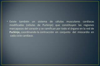 • Existe también un sistema de células musculares cardíacas
modificadas (células de Purkinje) que constituyen las regiones
marcapasos del corazón y se ramifican por todo el órgano en la red de
Purkinje, coordinando la contracción en conjunto del miocardio en
cada ciclo cardíaco.
 