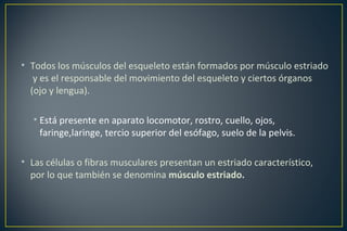 • Todos los músculos del esqueleto están formados por músculo estriado
y es el responsable del movimiento del esqueleto y ciertos órganos
(ojo y lengua).
• Está presente en aparato locomotor, rostro, cuello, ojos,
faringe,laringe, tercio superior del esófago, suelo de la pelvis.
• Las células o fibras musculares presentan un estriado característico,
por lo que también se denomina músculo estriado.
 