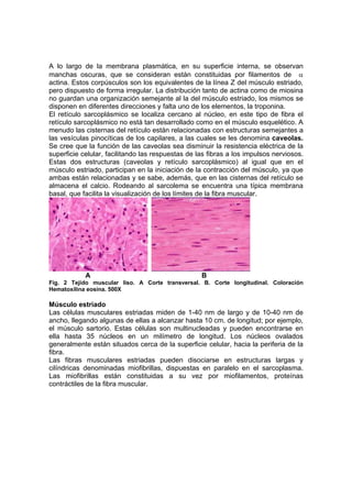 A lo largo de la membrana plasmática, en su superficie interna, se observan
manchas oscuras, que se consideran están constituidas por filamentos de α
actina. Estos corpúsculos son los equivalentes de la línea Z del músculo estriado,
pero dispuesto de forma irregular. La distribución tanto de actina como de miosina
no guardan una organización semejante al la del músculo estriado, los mismos se
disponen en diferentes direcciones y falta uno de los elementos, la troponina.
El retículo sarcoplásmico se localiza cercano al núcleo, en este tipo de fibra el
retículo sarcoplásmico no está tan desarrollado como en el músculo esquelético. A
menudo las cisternas del retículo están relacionadas con estructuras semejantes a
las vesículas pinocíticas de los capilares, a las cuales se les denomina caveolas.
Se cree que la función de las caveolas sea disminuir la resistencia eléctrica de la
superficie celular, facilitando las respuestas de las fibras a los impulsos nerviosos.
Estas dos estructuras (caveolas y retículo sarcoplásmico) al igual que en el
músculo estriado, participan en la iniciación de la contracción del músculo, ya que
ambas están relacionadas y se sabe, además, que en las cisternas del retículo se
almacena el calcio. Rodeando al sarcolema se encuentra una típica membrana
basal, que facilita la visualización de los límites de la fibra muscular.




            A                                      B
Fig. 2 Tejido muscular liso. A Corte transversal. B. Corte longitudinal. Coloración
Hematoxilina eosina. 500X

Músculo estriado
Las células musculares estriadas miden de 1-40 nm de largo y de 10-40 nm de
ancho, llegando algunas de ellas a alcanzar hasta 10 cm. de longitud; por ejemplo,
el músculo sartorio. Estas células son multinucleadas y pueden encontrarse en
ella hasta 35 núcleos en un milímetro de longitud. Los núcleos ovalados
generalmente están situados cerca de la superficie celular, hacia la periferia de la
fibra.
Las fibras musculares estriadas pueden disociarse en estructuras largas y
cilíndricas denominadas miofibrillas, dispuestas en paralelo en el sarcoplasma.
Las miofibrillas están constituidas a su vez por miofilamentos, proteínas
contráctiles de la fibra muscular.
 
