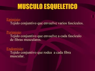 Epimisio :   Tejido conjuntivo que envuelve varios fascículos. Perimisio :   Tejido conjuntivo que envuelve a cada fascículo de fibras musculares. Endomisio :  Tejido conjuntivo que rodea  a cada fibra muscular. MUSCULO ESQUELETICO 