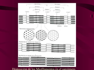 Disposición de los Miofilamentos en el sarcómero 