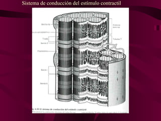 Sistema de conducción del estímulo contractil 