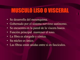 MUSCULO LISO O VISCERAL Se desarrolla del mesenquima. Gobernado por el sistema nervioso autónomo. Se encuentra en la pared de la viscera hueca. Función principal  mantener el tono. La fibra es alargada y cónica. Su núcleo es único. Las fibras están unidas entre si en fascículos. 