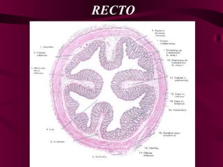 RECTO 