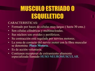 MUSCULO ESTRIADO O ESQUELETICO CARACTERISTICAS: Formado por haces de células muy largas ( hasta 30 cms.) Son células cilíndricas y multinucleadas. Sus núcleos son ovoides y periféricos. Su contracción está regulada por nervios motores. La zona de contacto del nervio motor con la fibra muscular se denomina:  Placa Motora. Es de acción voluntaria. Contienen receptores de estiramiento altamente especializada llamado  HUSO NEUROMUSCULAR . 