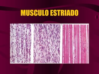 MUSCULO ESTRIADO 