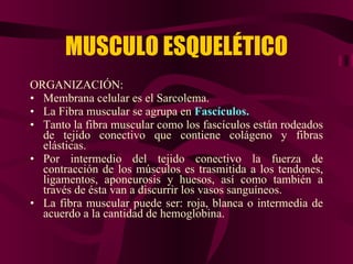 MUSCULO ESQUELÉTICO ORGANIZACIÓN: Membrana celular es el Sarcolema. La Fibra muscular se agrupa en  Fascículos. Tanto la fibra muscular como los fascículos están rodeados de tejido conectivo que contiene colágeno y fibras elásticas. Por intermedio del tejido conectivo la fuerza de contracción de los músculos es trasmitida a los tendones, ligamentos, aponeurosis y huesos, así como también a través de ésta van a discurrir los vasos sanguíneos. La fibra muscular puede ser: roja, blanca o intermedia de acuerdo a la cantidad de hemoglobina. 