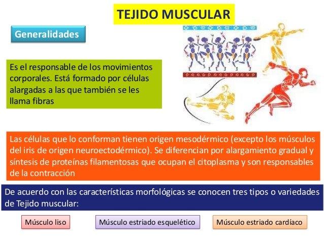 Tejido muscular