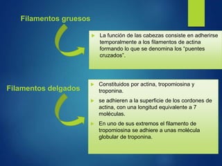 Filamentos gruesos
 La función de las cabezas consiste en adherirse
temporalmente a los filamentos de actina
formando lo que se denomina los “puentes
cruzados”.
Filamentos delgados
 Constituidos por actina, tropomiosina y
troponina.
 se adhieren a la superficie de los cordones de
actina, con una longitud equivalente a 7
moléculas.
 En uno de sus extremos el filamento de
tropomiosina se adhiere a unas molécula
globular de troponina.
 