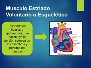 Musculo Estriado
Voluntario o Esquelético
Insertado en
huesos o
aponeurosis, que
constituye la
porción carnosa de
los miembros y
paredes del
cuerpo
 