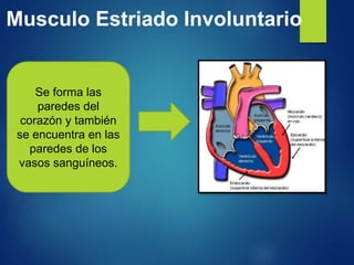 Musculo Estriado Involuntario
Se forma las
paredes del
corazón y también
se encuentra en las
paredes de los
vasos sanguíneos.
 