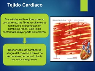 Tejido Cardiaco
Sus células están unidas extremo
con extremo, las fibras resultantes se
ramifican e interconectan en
complejas redes. Este tejido
conforma la mayor parte del corazón.
Responsable de bombear la
sangre del corazón a través de
las cámaras del corazón hacia
los vasos sanguíneos.
 
