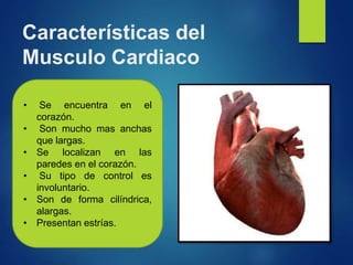 Características del
Musculo Cardiaco
• Se encuentra en el
corazón.
• Son mucho mas anchas
que largas.
• Se localizan en las
paredes en el corazón.
• Su tipo de control es
involuntario.
• Son de forma cilíndrica,
alargas.
• Presentan estrías.
 