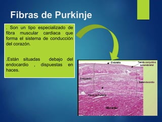 Fibras de Purkinje
. Son un tipo especializado de
fibra muscular cardiaca que
forma el sistema de conducción
del corazón.
.Están situadas debajo del
endocardio , dispuestas en
haces.
 