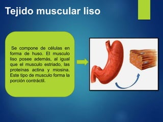 Tejido muscular liso
Se compone de células en
forma de huso. El musculo
liso posee además, al igual
que el musculo estriado, las
proteínas actina y miosina.
Este tipo de musculo forma la
porción contráctil.
 
