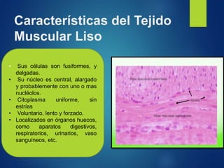 Características del Tejido
Muscular Liso
• Sus células son fusiformes, y
delgadas.
• Su núcleo es central, alargado
y probablemente con uno o mas
nucléolos.
• Citoplasma uniforme, sin
estrías
• Voluntario, lento y forzado.
• Localizados en órganos huecos,
como aparatos digestivos,
respiratorios, urinarios, vaso
sanguíneos, etc.
 