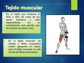 Tejido muscular
 Es un tejido que compone el
40% a 45% de masa de los
seres humanos y está
especializado en la
contradicción que permite que
se muevan los seres vivos.
• En el tejido muscular, las
células o fibras musculares
suelen agruparse en haces,
pero el tejido muscular no sólo
consta de fibras musculares.
 