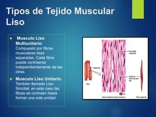 Tipos de Tejido Muscular
Liso
 Musculo Liso
Multiunitario:
Compuesto por fibras
musculares lisas
separadas. Cada fibra
puede contraerse
independientemente de las
otras.
 Musculo Liso Unitario:
También llamado Liso
Sincitial, en este caso las
fibras se contraen hasta
formar una sola unidad.
 