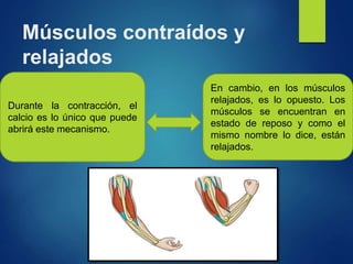 Músculos contraídos y
relajados
Durante la contracción, el
calcio es lo único que puede
abrirá este mecanismo.
En cambio, en los músculos
relajados, es lo opuesto. Los
músculos se encuentran en
estado de reposo y como el
mismo nombre lo dice, están
relajados.
 