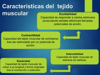 Características del tejido
muscular Excitabilidad
Capacidad de responder a ciertos estímulos
produciendo señales eléctricas llamadas
potenciales de acción.
Contractilidad
Capacidad del tejido muscular de contraerse
tras ser estimulado por un potencial de
acción.
Extensibilidad
Capacidad de tejido muscular de
estirarse sin dañarse.Elasticidad
Capacidad de tejido muscular de
volver a su longitud y forma originales
tras la contracción o extensión
 