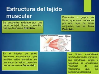 Estructura del tejido
muscular
Se encuentra rodeado por una
capa de tejido fibroso conjuntivo
que se denomina Epimisio
Fascículos o grupos de
fibras, que están rodeados
por una capa de tejido
conjuntivo que se llama
Perimisio.
En el interior de estos
fascículos encontramos que
también están envueltas en
una capa de tejido conjuntivo
que se denomina Endomisio.
Las fibras musculares
también llamadas miocitos,
son cilíndricas, largas y
delgadas, se encuentran
rodeadas de una
membrana que se
denomina sarcolema
 