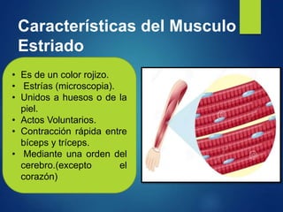 Características del Musculo
Estriado
• Es de un color rojizo.
• Estrías (microscopia).
• Unidos a huesos o de la
piel.
• Actos Voluntarios.
• Contracción rápida entre
bíceps y tríceps.
• Mediante una orden del
cerebro.(excepto el
corazón)
 