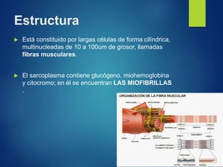 Estructura
 Está constituido por largas células de forma cilíndrica,
multinucleadas de 10 a 100um de grosor, llamadas
fibras musculares.
 El sarcoplasma contiene glucógeno, miohemoglobina
y citocromo; en él se encuentran LAS MIOFIBRILLAS
.
 