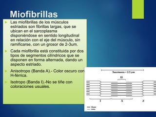 Miofibrillas
 Las miofibrillas de los músculos
estriados son fibrillas largas, que se
ubican en el sarcoplasma
disponiéndose en sentido longitudinal
en relación con el eje del músculo, sin
ramificarse, con un grosor de 2-3um.
 Cada miofibrilla está constituida por dos
tipos de segmentos cilíndricos que se
disponen en forma alternada, dando un
aspecto estriado.
 Anisotropo (Banda A).- Color oscuro con
H-férrica.
 Isotropo (Banda I).-No se tiñe con
coloraciones usuales.
 